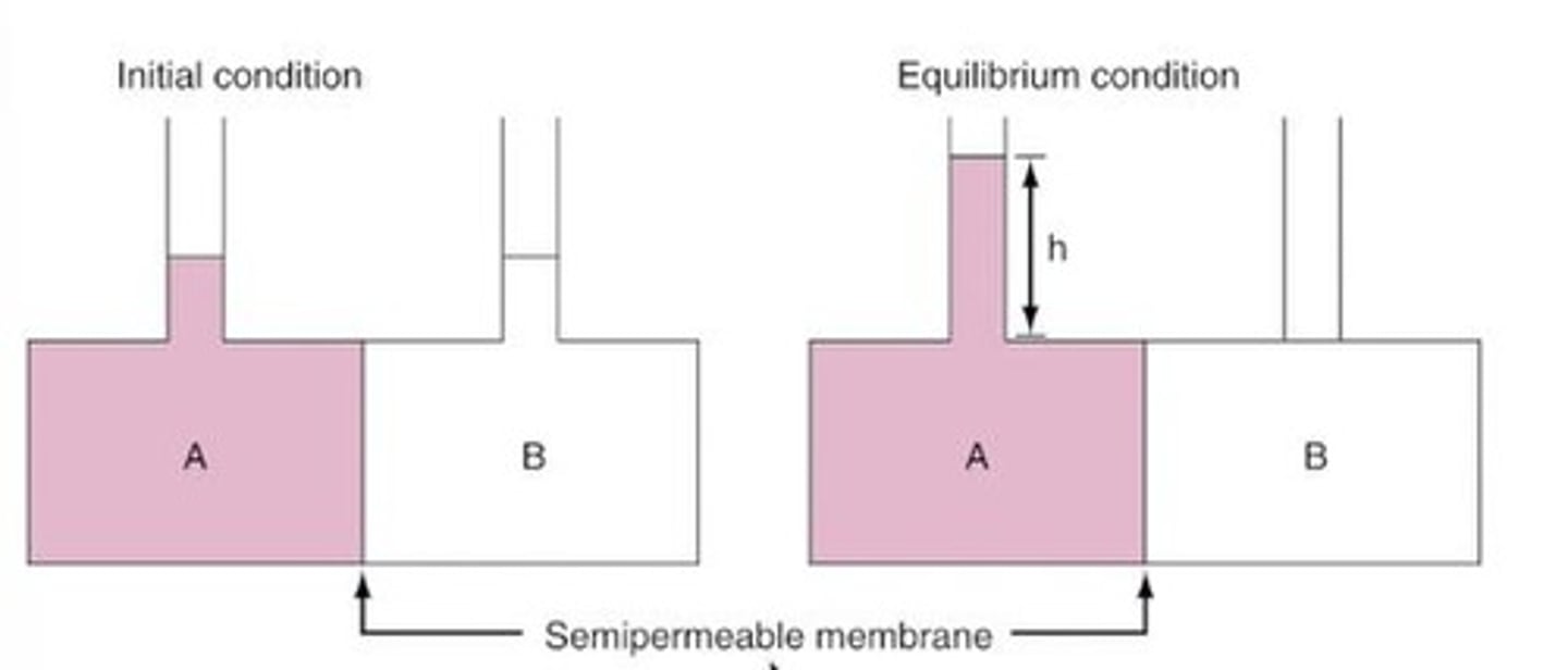 <p>Difference in concentration across a membrane.</p>