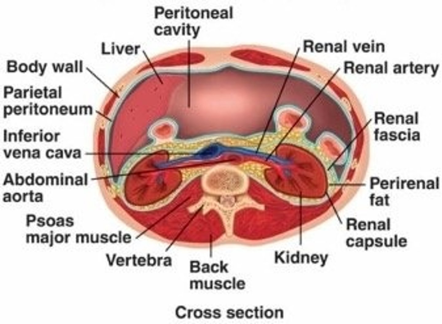 <p>(C) Peritoneum</p><p>The Liver sits in the Peritoneum.</p>