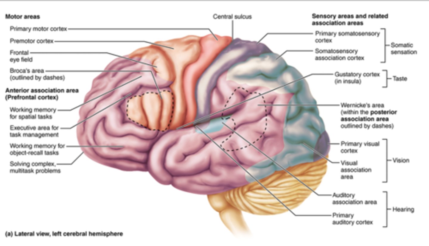 <p>Frontal: </p><p>- Voluntary movement (primary motor cortex)</p><p>- planning movement (premotor cortex)</p><p>- Eye movement (frontal eyelid field)</p><p>- Speech production (Broca's area)</p><p>- Executive cognitive functions (anterior association area)</p><p>- Emotional response (limbic association area)</p><p>Parietal:</p><p>- General somatic (somatosensory cortex & association area)</p><p>- Spatial awareness of objects, sounds, body parts (posterior association area)</p><p>- Understanding speech (Wernicke's area)</p><p>Occipital Lobe:</p><p>- Vision (visual cortex and association areas)</p><p>Temporal Lobe:</p><p>- Hearing (auditory cortex & association area)</p><p>- Object identification (posterior association area)</p><p>- Emotional response, memory (limbic association)</p><p>Insula:</p><p>Taste (gustatory cortex)</p>