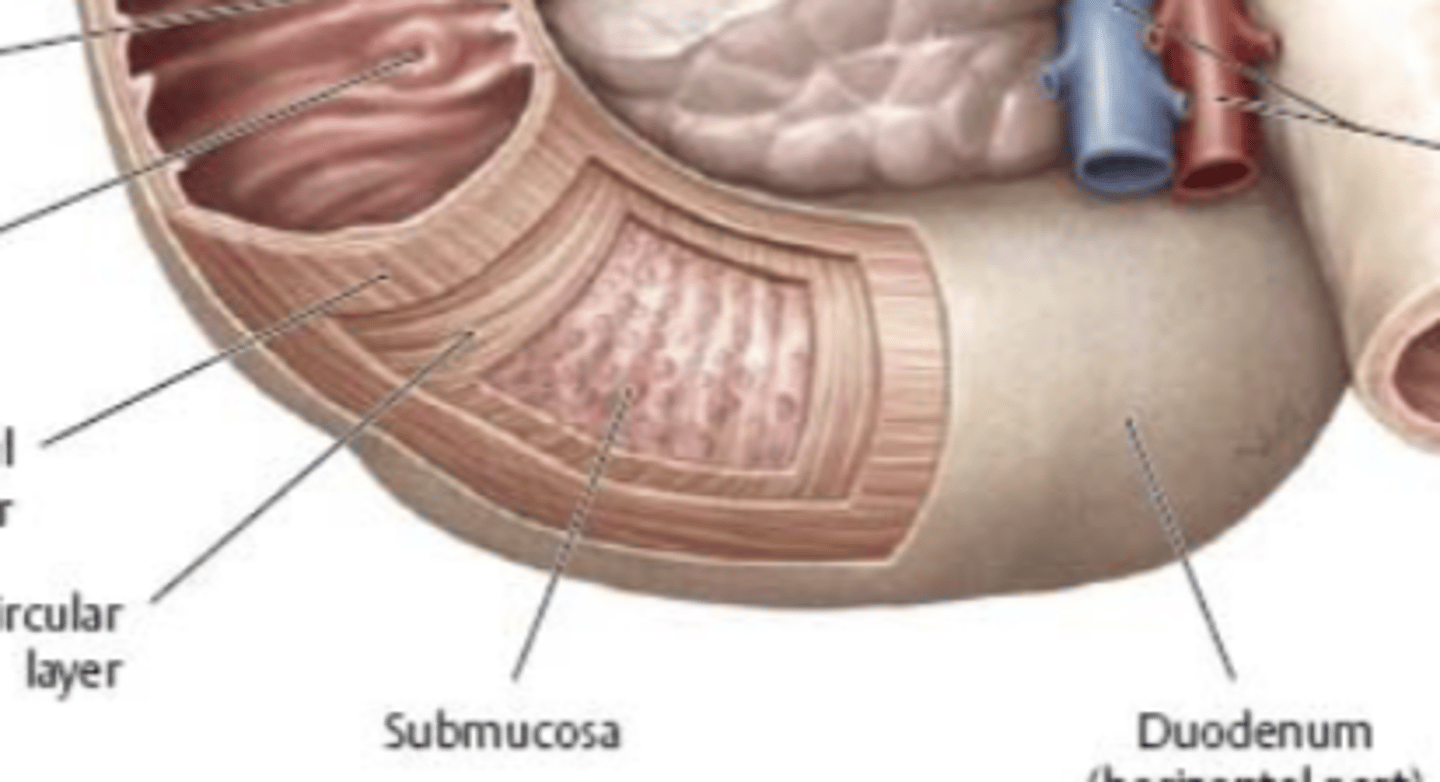 <p>- 10 cm long, L3</p><p>- Anterior to IVC and abdominal aorta</p><p>- Crossed anteriorly by superior mesenteric a./v.</p>