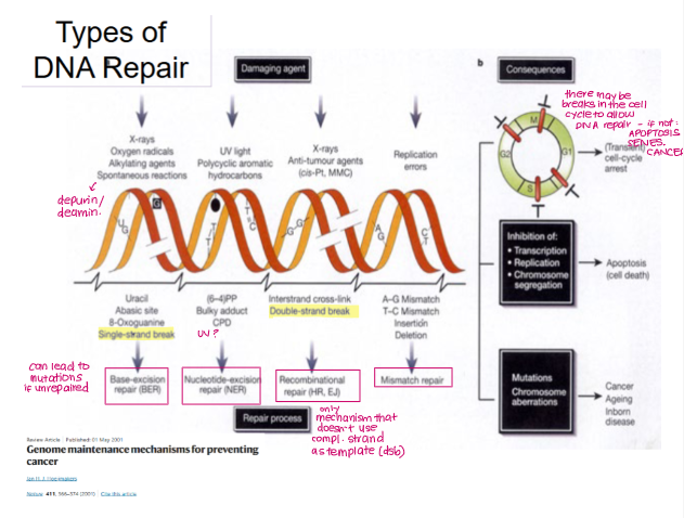 <ol><li><p>BER (base-excision repair)</p></li><li><p>NER (nucleotide-excision repair)</p></li><li><p>Recombinational repair</p></li></ol><ul><li><p>Homologous repair (HR)</p></li><li><p>Non-homologous end joining (NEJ)</p></li></ul><p></p><ol start="4"><li><p>Mismatch repair</p></li></ol><p></p>