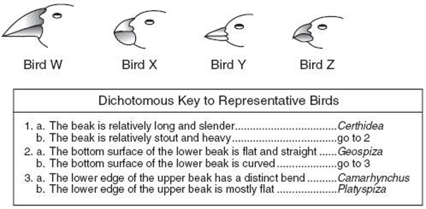 <p>step by step approach to identify an organism using a series of paired descriptions</p>