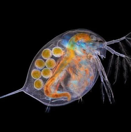 <p>Eggs develop without  being fertilized by sperm. In Daphnia, aphids and rotifers, eggs can be produced through fertilization or parthenogenesis </p>