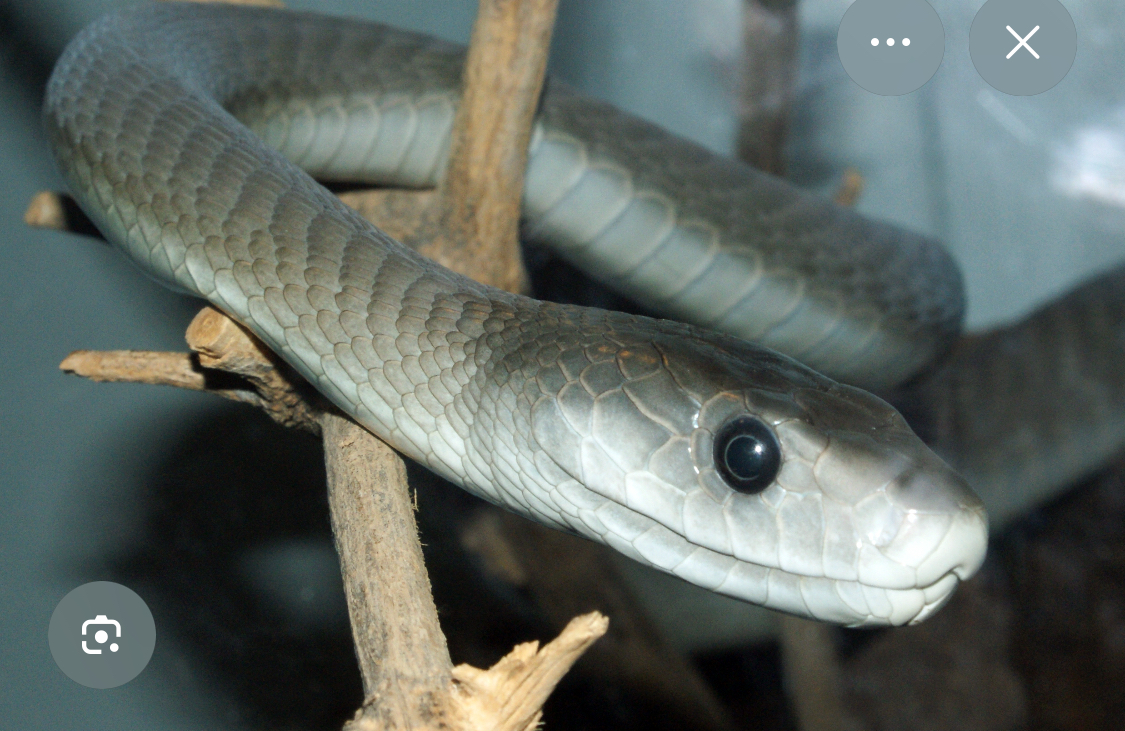 <p>Mambas</p>