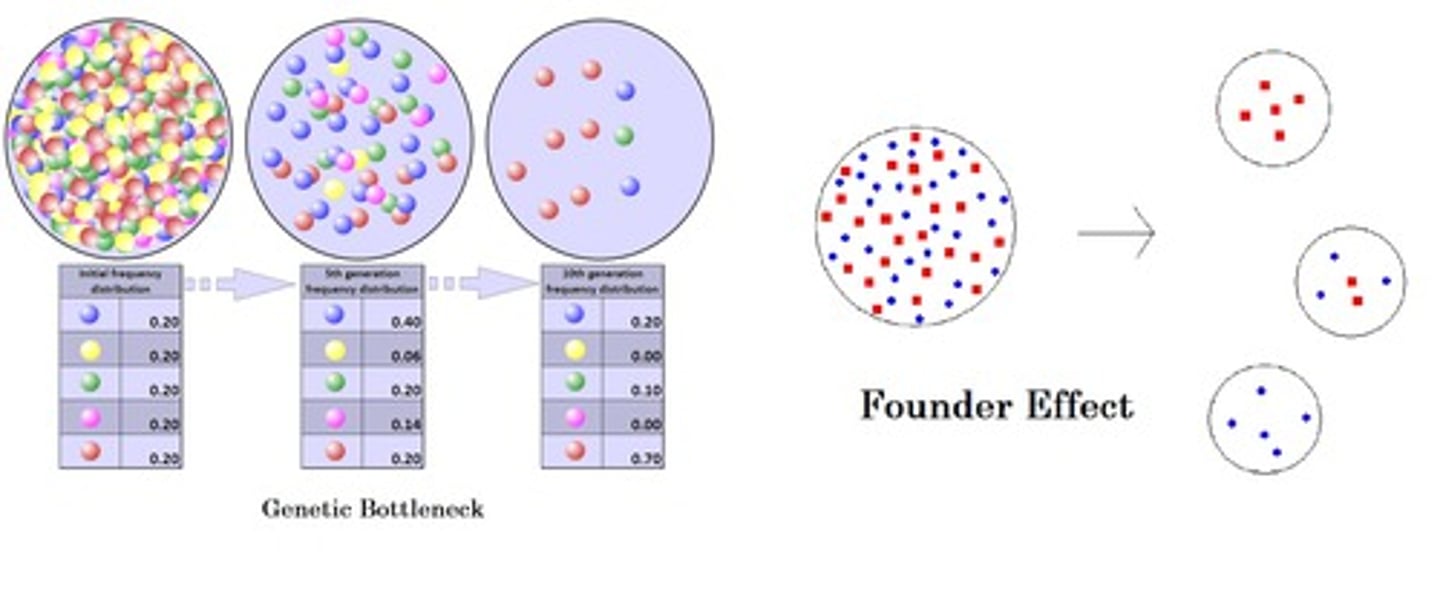 <p>The bottleneck effect is the reduction of the population size due to a natural disaster thus leading to a new genetic variation in a population.</p><p>The founder effect is the loss of genetic variation when a new colony is established by a very small number of individuals away from a larger population.</p>