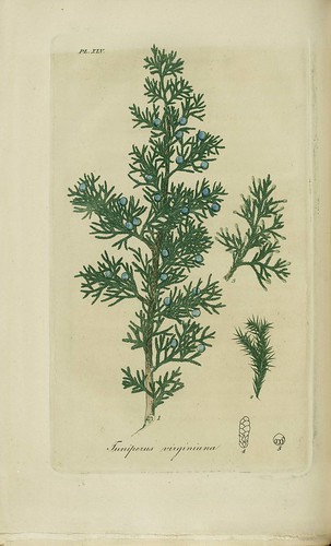 <p>(Juniperus virginiana)</p>