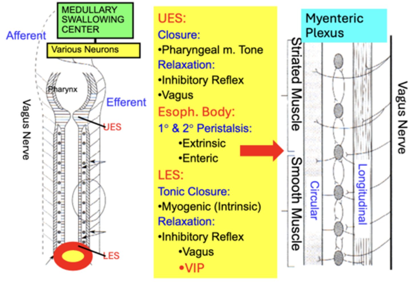 <p>UES:</p><p>- Closure: Pharyngeal m. Tone</p><p>- Relaxation: Inhibitory Reflex + Vagus</p><p>Esophageal Body:</p><p>- 1° &amp; 2° Peristalsis: Extrinsic and Enteric</p><p>LES:</p><p>- Tonic Closure: Myogenic (Intrinsic)</p><p>- Relaxation: Inhibitory Reflex, Vagus, + VIP</p>