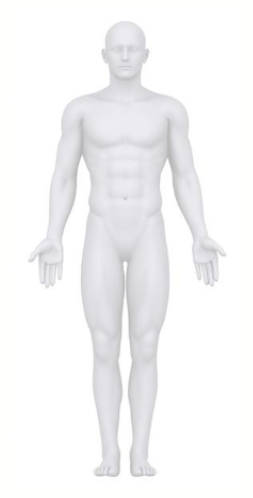 <p>Standing upright, looking forward, arms by side, palms facing anteriorly, feet together.</p>