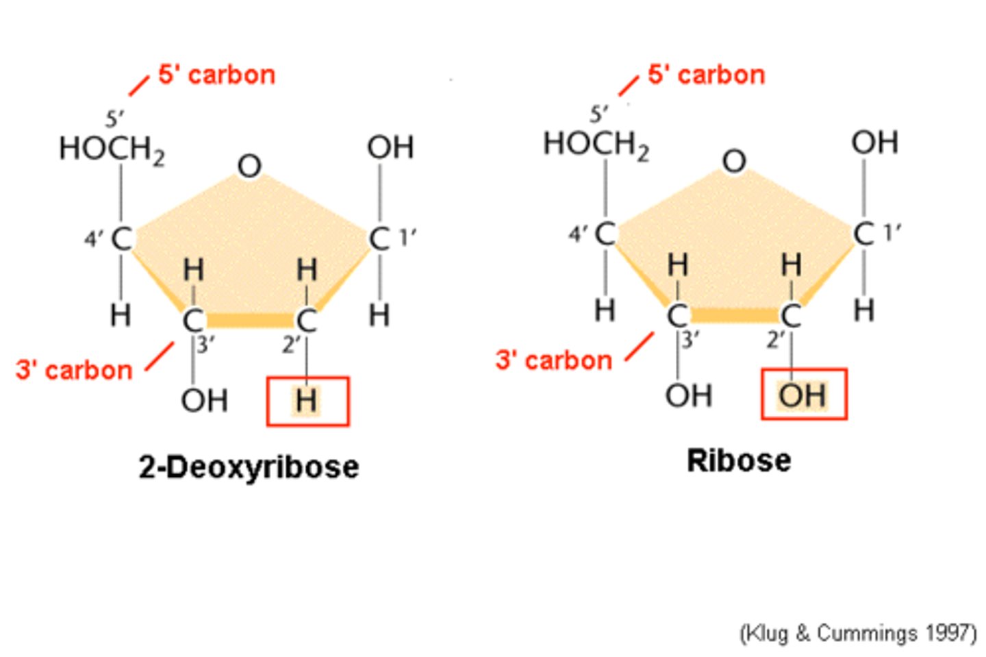 <p>The sugar; DNA is a deoxyribose sugar, RNA is a Ribose sugar</p>