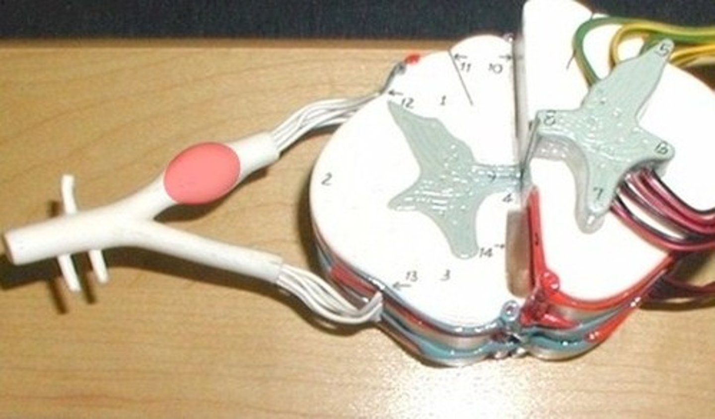 <p>8</p>