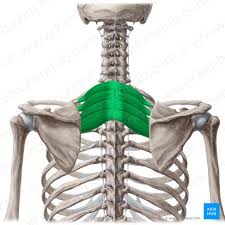 <p>Serratus Posterior Superior</p>