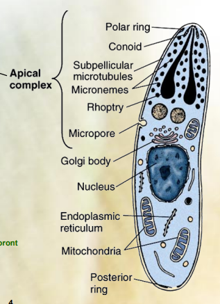 <p><strong>Apical complex → apicomplexa (syn. sporozoa)</strong></p><ul><li><p><strong>apical complex</strong>: structure in certain protozoa, specifically in the group apicomplexa that consist of specialized organelles located at the anterior end of the organism. It<strong> helps in the invasion of host cells.</strong></p></li><li><p><strong>Apicomplexa, also known as sporozoa, </strong>is a subhylum of Alveolata (phylum) of protozoa. Characterized by the presence of apical complex. Members of this group include for ex. Plasmodium (causing malaria) and Toxoplasma.</p></li></ul><p></p>