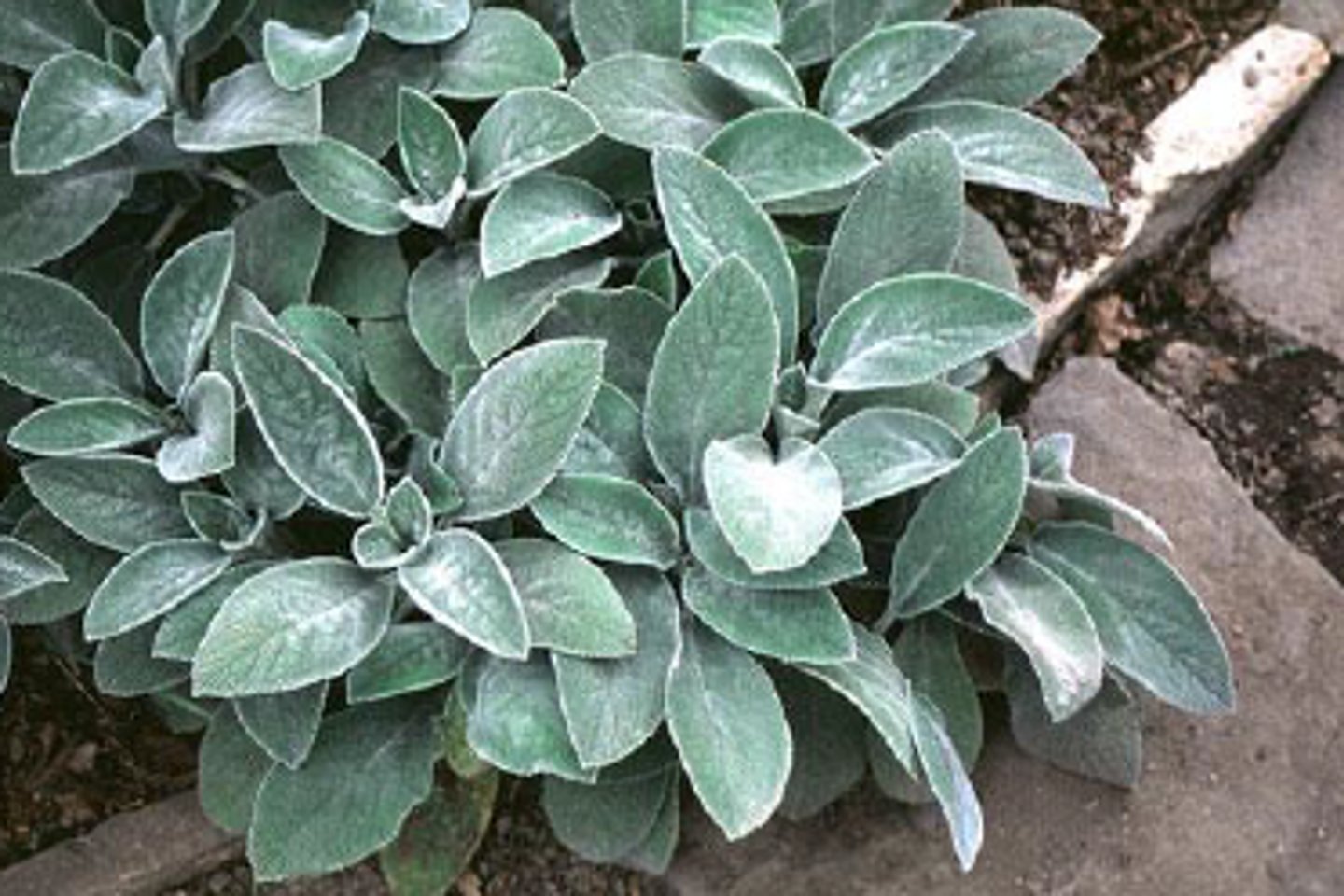 <p>Lamb's Ear</p>