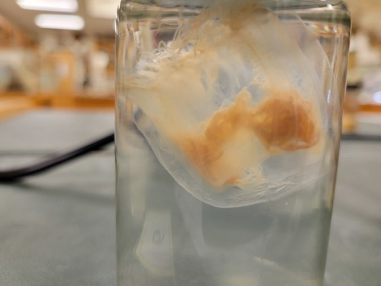 <p>Identify Taxonomy</p>