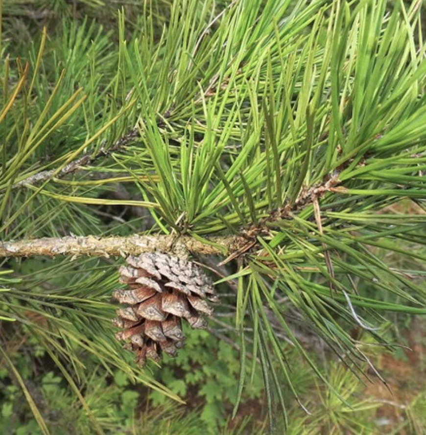 <p><em>Pinus echinata</em></p><p>Pinaceae</p>