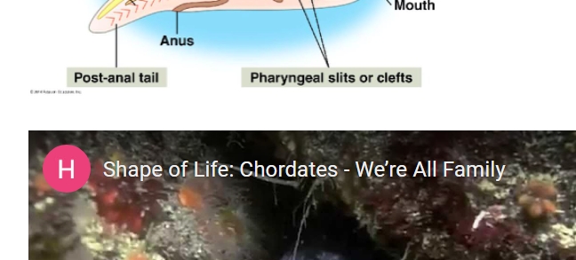 <p>All chordates have these traits at some life stage:</p><ul><li><p class=""><strong>Notochord</strong> – flexible dorsal support rod (becomes backbone in vertebrates)</p></li><li><p class=""><strong>Dorsal hollow nerve cord</strong> – forms spinal cord</p></li><li><p class=""><strong>Pharyngeal gill slits</strong> – become gills in aquatic species or jaw/ear structures in land animals</p></li><li><p class=""><strong>Post-anal tail</strong> – tissue extending beyond the anus</p></li></ul><p class="">Some species show these only in larval or embryonic stages.</p>