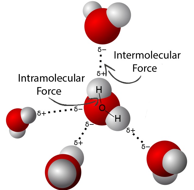 <p>An <u>attraction</u> between two molecules.</p>