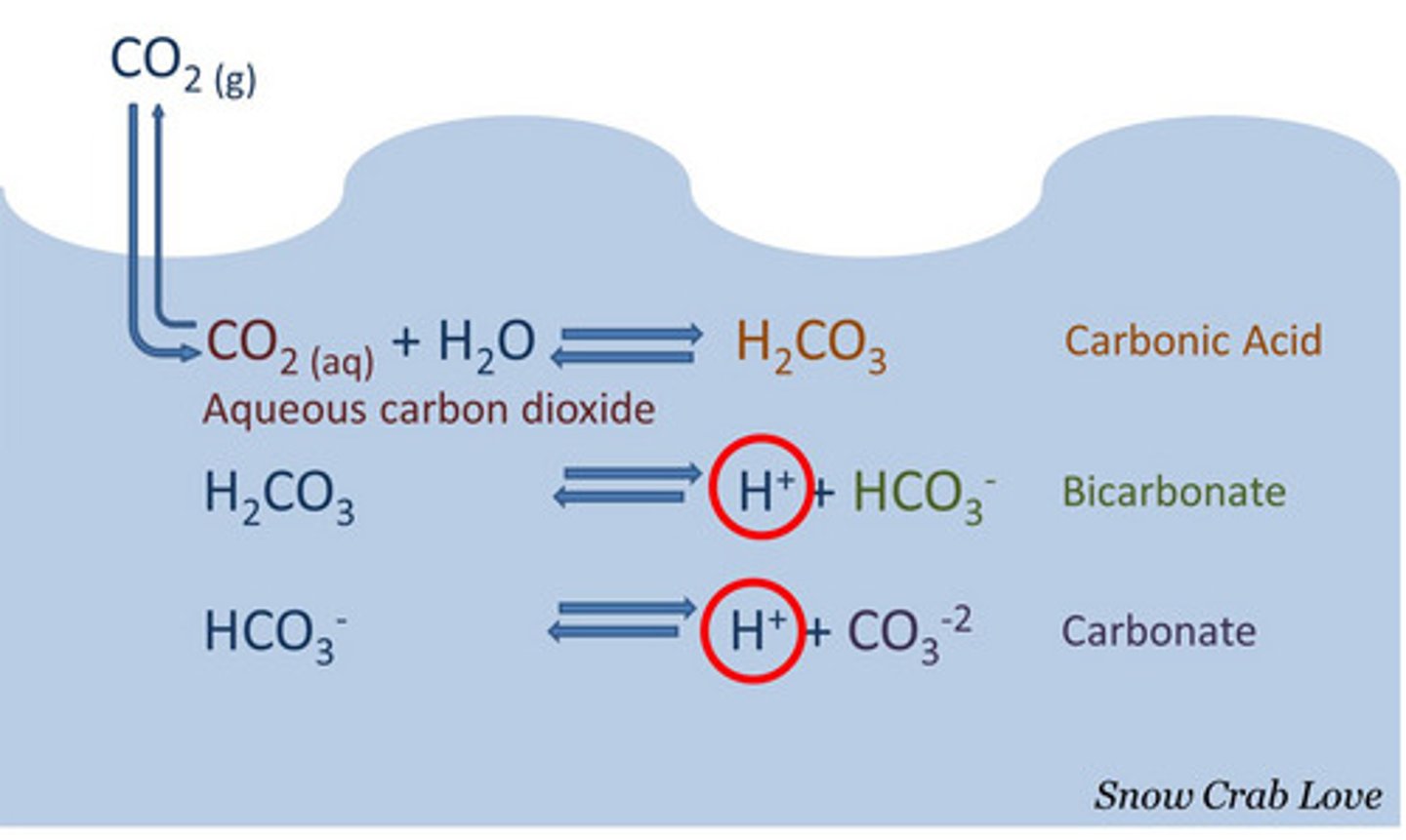 <p>important buffer of living systems it moderates pH changes in blood plasma and the ocean</p>