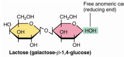 <p>galactose and glucose</p><ul><li><p>beta 1→4 glycosidic bond</p></li></ul><p></p>