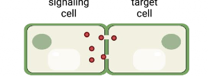 <p>A type of direct cell signaling</p>