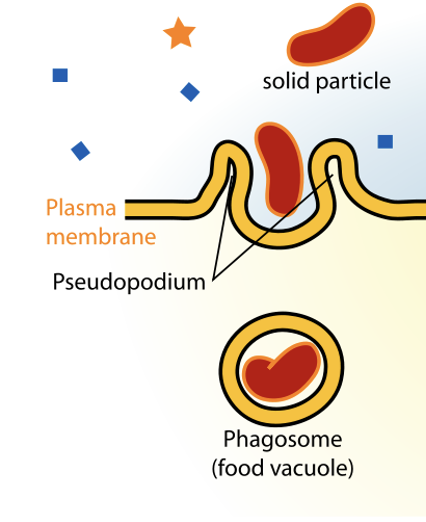 <p>What type of endocytosis is this?</p>