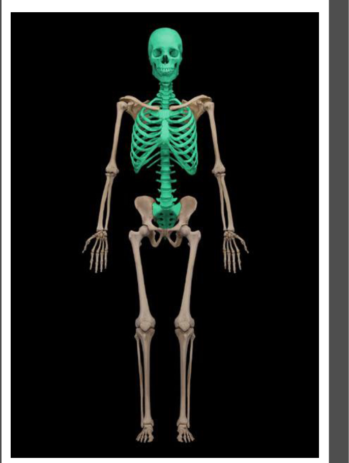 <p>How many bones does axial skeleton have</p>