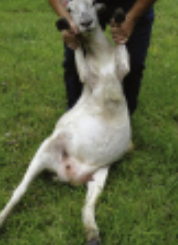 <p>small ruminant restraint #4</p>