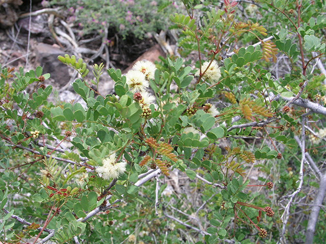 <p>Catclaw Acacia&nbsp;</p>