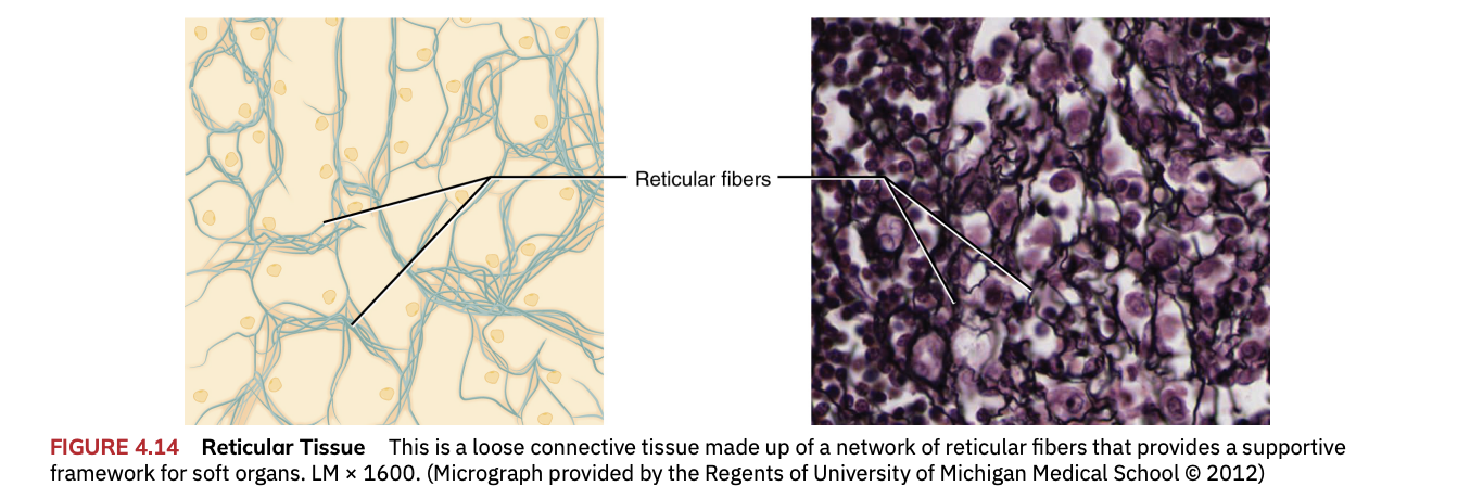 <p>Loose connective tissue made up of a network of reticular fibers that provide a supportive framework for soft organs</p>