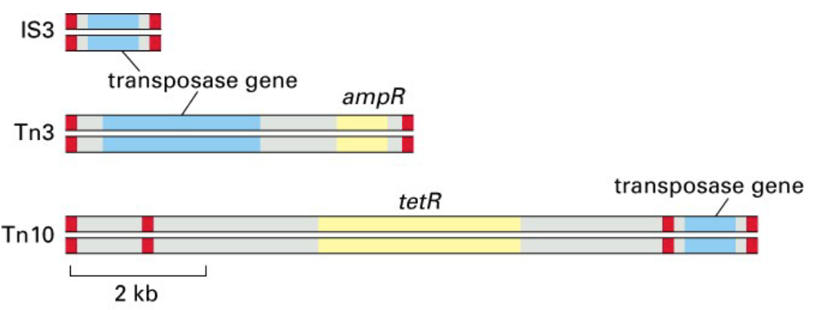 <ol><li><p>transposase gene: encoding enzymes for DNA breakage and joining </p></li><li><p>red segment: DNA sequences as a recognition sites for enzymes </p></li><li><p>yellow segments: antibiotic resistance genes </p></li></ol><p></p>