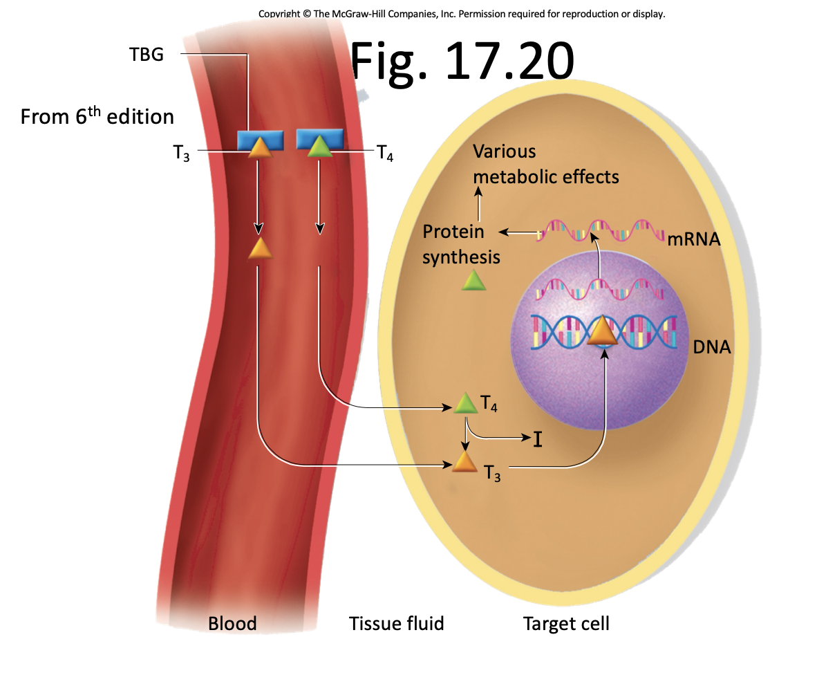 <p>passes directly through the membrane with the help of a transport protein</p>