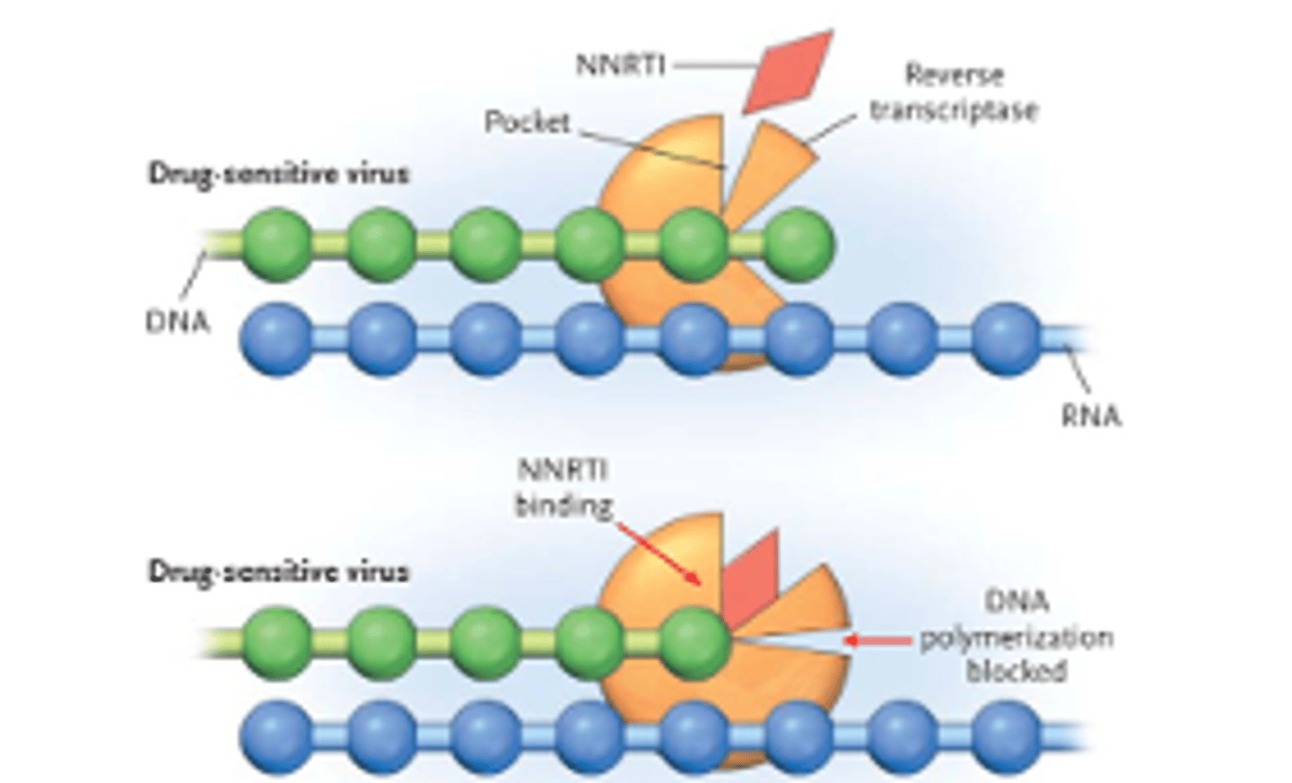 <p>Allosterically blocking the reverse transcriptase, which converts RNA into DNA; causing termination</p><p>MOA: Allosteric inhibitor binds to an enzyme at a site other than the active site, causing change in the confirmation of the enzyme</p>