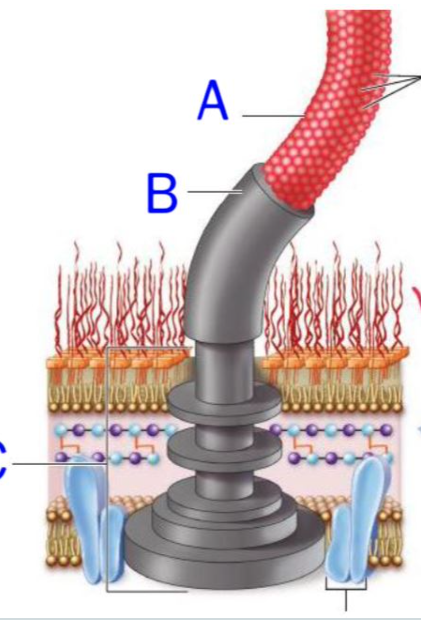 <p><span style="font-family: proxima_novaregular; color: rgb(34, 34, 34)">The flagellum of a Gram-negative bacterium is shown here. A = ; B = ; and C = body.</span></p>