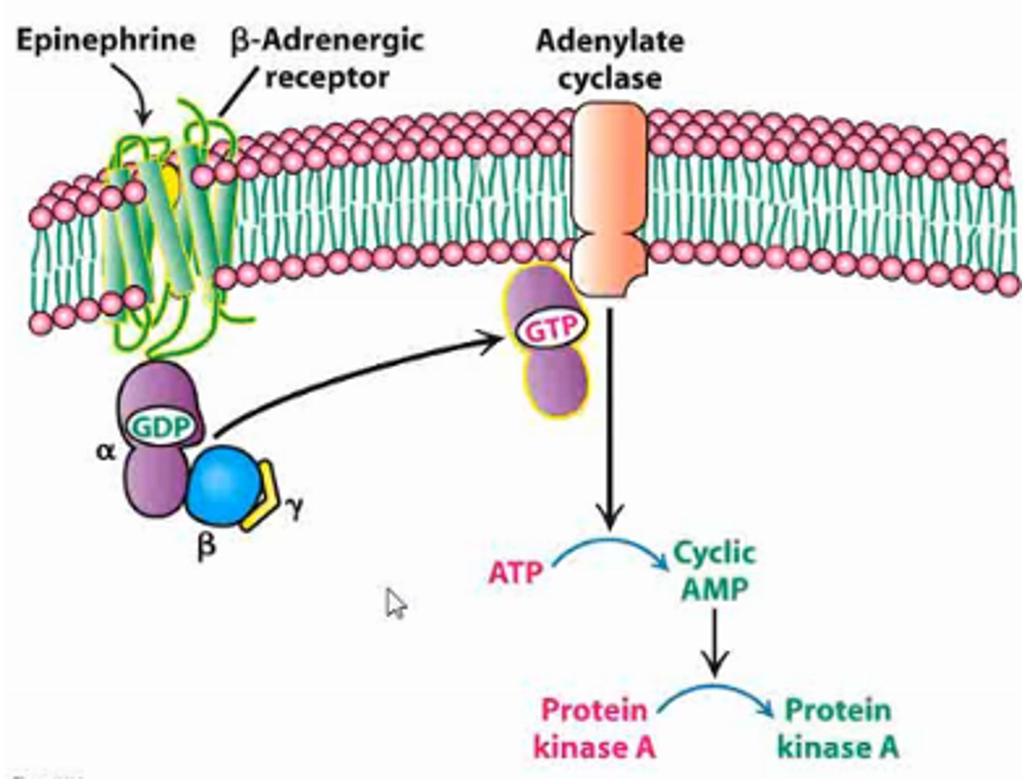 <p>-type of 7TM receptor/G-protein coupled receptor</p><p>-binds epinephrine</p><p>-confromational change upon ligand bidning activated G-protein by phosphorylation (GDP -> GTP) AMPLIFIED</p><p>-activated G-protein stimulates adenylate cyclase AMPLIFIED</p><p>-adenylate cyclase releases cAMP (ATP -> cyclic AMP) AMPLIFIED</p><p>-cAMP activated protein kinase A</p><p>-activated protein kinase A phosphorylates target proteins</p>