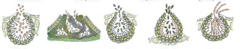 <p>Ascomycete asexual structure</p>