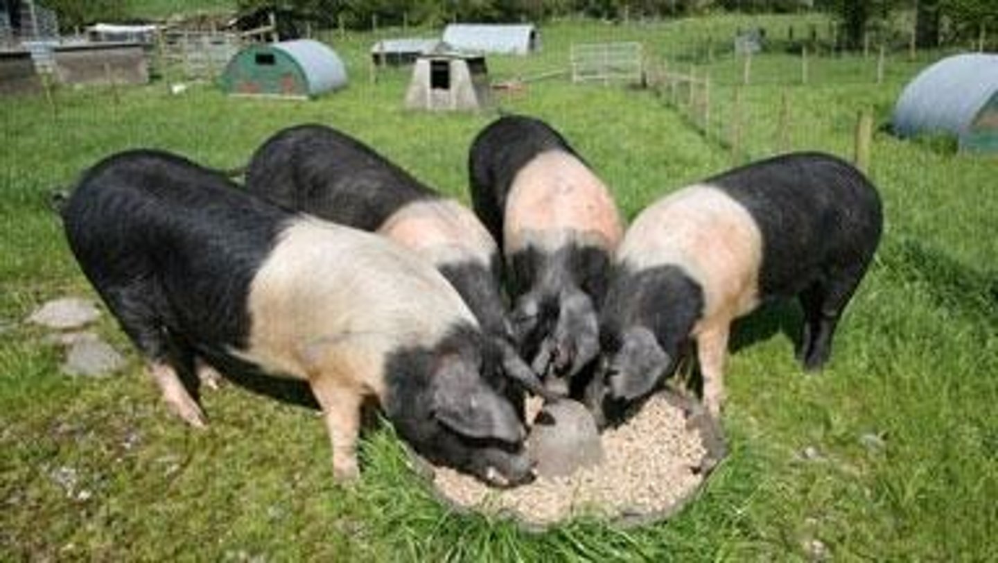 <p>Pigs eat more when other pigs are eating, even if they are already satiated.</p>