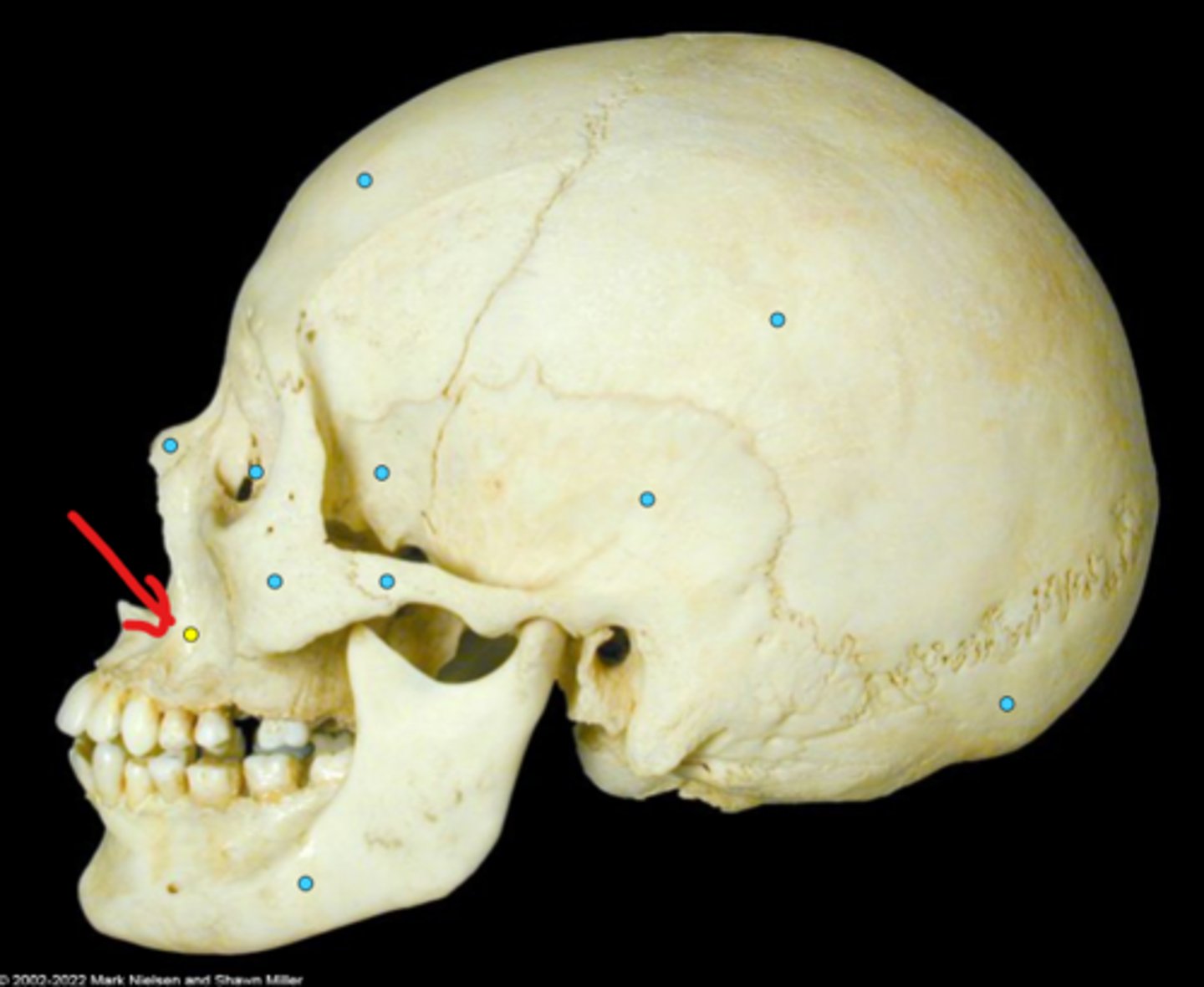 knowt flashcard image