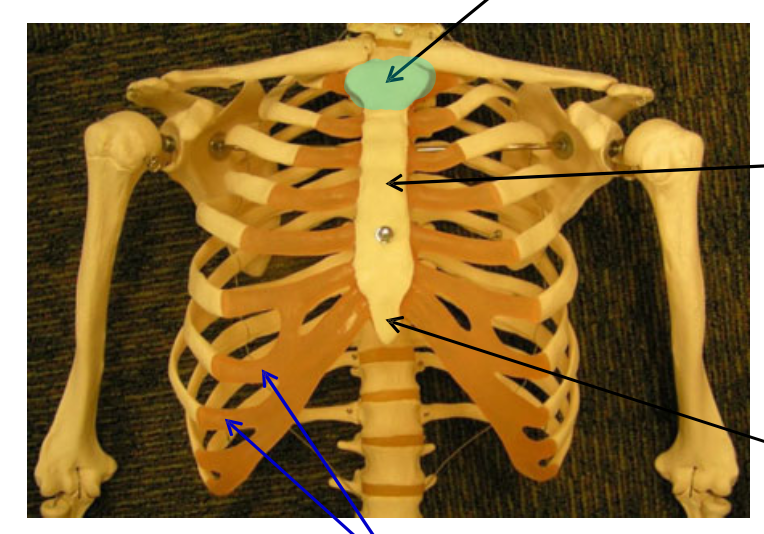 <p>Name the highlighted region.</p>
