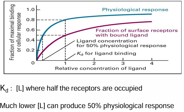 <ul><li><p>Affinity here measured similar to protein-ligand (pink)</p><ul><li><p>100% means all the receptors are filled </p></li><li><p>x axis: signal conc</p></li><li><p>y axis: fraction of bound receptors</p></li><li><p>Kd: Dissociation constant&nbsp;</p><ul><li><p>[signal] required to have half max binding&nbsp;</p></li><li><p>represents receptor-signal affinity&nbsp;</p></li></ul></li></ul></li><li><p>Measure of [signal] required to produce response (blue)</p><ul><li><p>x axis: [signal]</p></li><li><p>y axis: fraction of cells responding&nbsp;</p></li><li><p>Max response can be measured, half can be calculated&nbsp;</p></li></ul></li><li><p>[signal] needed to achieve half of response is less than to fill half of the receptors </p><ul><li><p>Means signal amplification takes place </p></li></ul></li></ul><p></p>