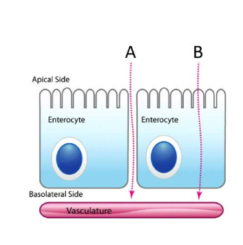 <p><strong>IClicker: </strong>Which arrow represents paracellular transport?</p>