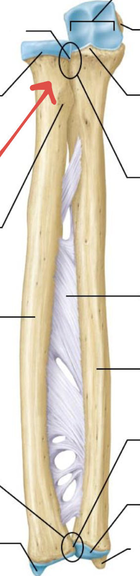 <p>what is this part of the radius?</p>