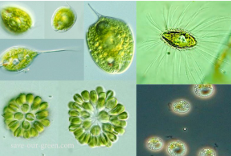 <p><strong>CHRYSOPHYTA predominant color</strong></p>