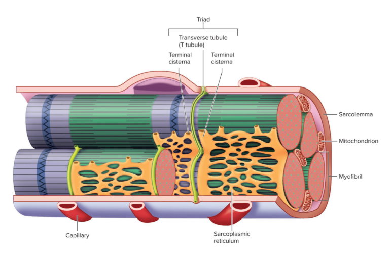 <ol><li><p>Sarcoplasmic reticulum</p></li><li><p>Myofibril</p></li><li><p>Terminal Cisterna </p></li><li><p>T Tubule </p></li><li><p>Terminal cisterna </p><ol><li><p>Triad (the t tubule in the middle and terminal cisterna in both sides of the t-tubule)</p></li></ol></li></ol><p></p>