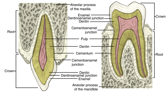 <ul><li><p>consists of a pulp chamber, pulp canal or canals, an apical foramen, and possibly a pulp horn</p></li><li><p>covered by dentin</p></li><li><p>consists of nerves, blood vessels, and the connective tissues of the tooth</p></li></ul><p></p>
