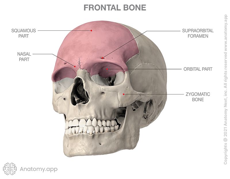 <p>Forehead, superior roots of orbits, anterior cranial floor. “Frontal Square” forms forehead. “Supraorbital Margin” = the brow</p>