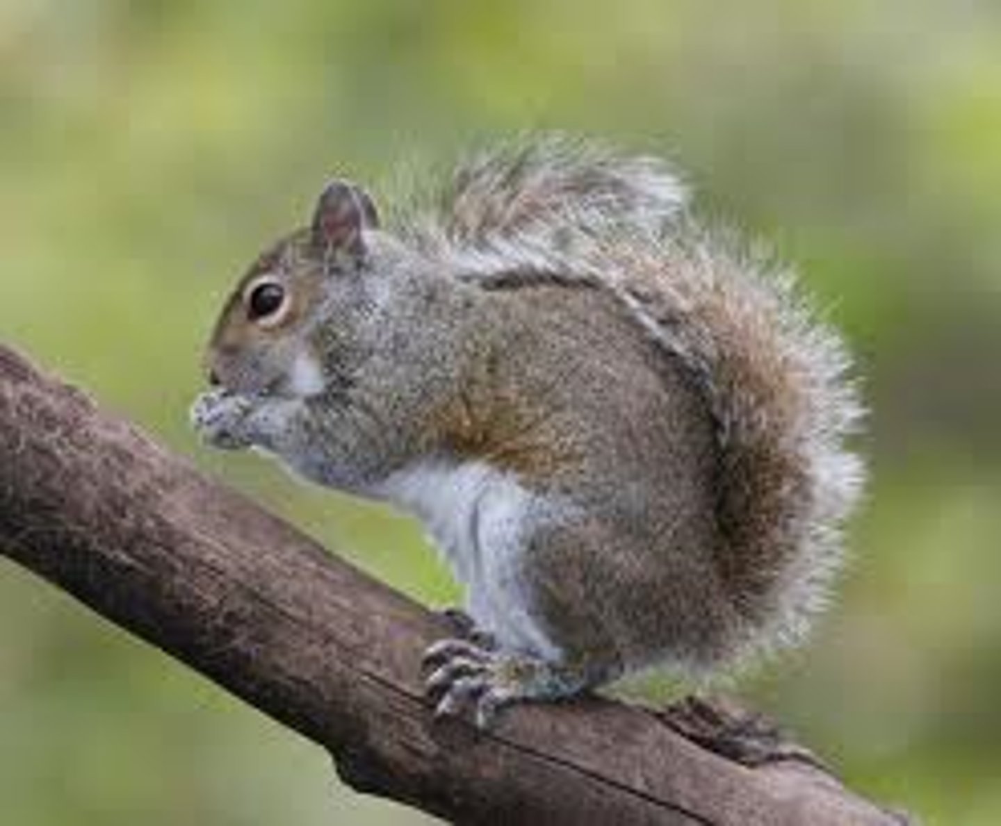 <p>a squirrel</p>