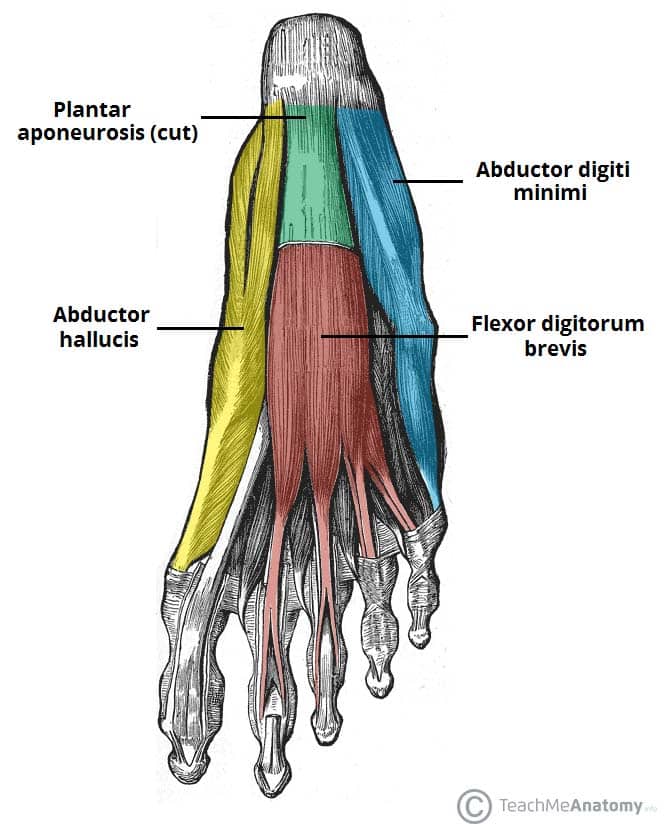 <p>Abductor hallucis insertion</p>