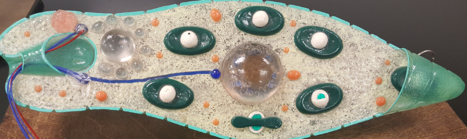 <p>what protozoa is this</p>