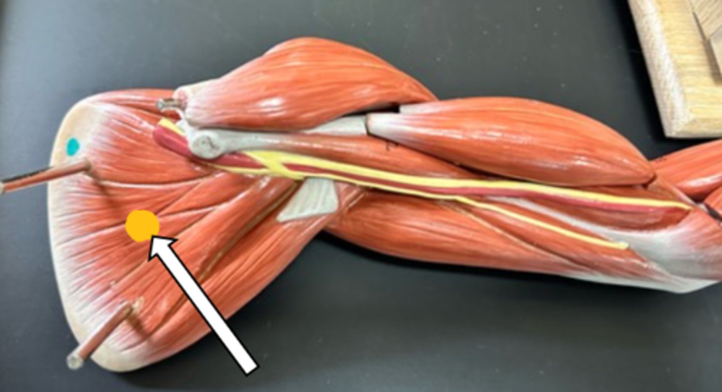 <p>subscapularis (function)</p>