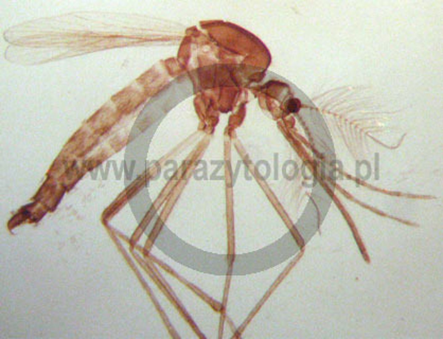 <p>vector malaria</p>